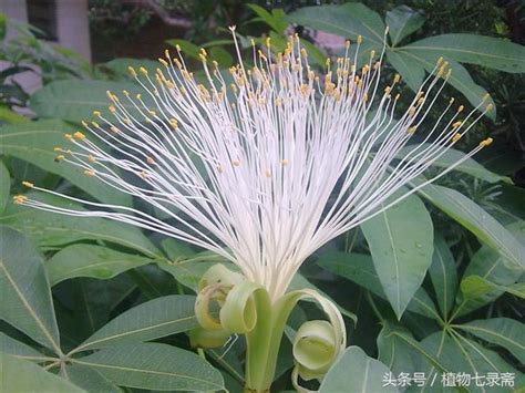 發財樹開花|發財樹開花的秘密：揭開這美麗植物的神秘面紗 – 植物盆栽綠寶典